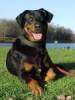 beauceron